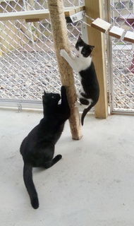 Full height rope climbing poles