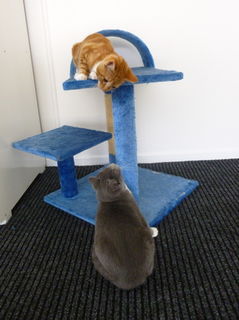 Kitten scratch poles and furniture