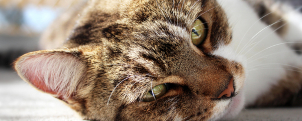 indy-sentry-hill-cattery-new-plymouth-taranaki