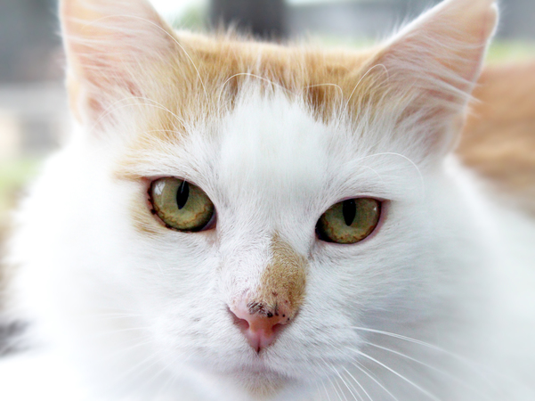 simba-sentry-hill-cattery-new-plymouth-taranaki