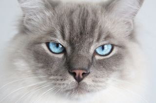 leo-sentry-hill-cattery-new-plymouth-taranaki